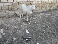 Cabra, Cabras — foto 5