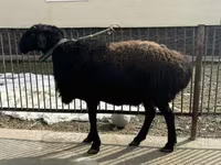 公羊, Sheep — 照片 1