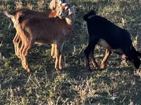 Ешкі, Nubian Goat — 1-сурет