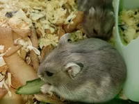 Cücə hamsterlər üçün tam komplekt qəfəs dəsti. Şəkillərdə görünən — фото 3
