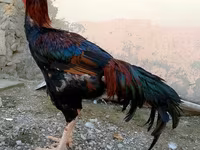 Chickens — Foto 1