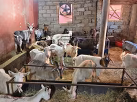 Ешкілер (топ, жынысы көрсетілмеген), Ешкілер — 2-сурет