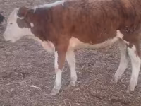 ثور, الماشية — الصورة 3