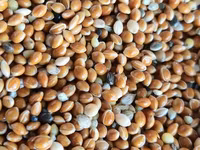 Vind nutret granulat la pui — Foto 4