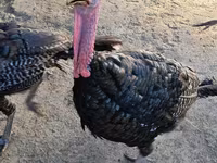 Turkeys — photo 6
