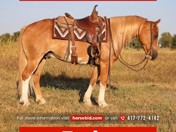 At, Gypsy horse