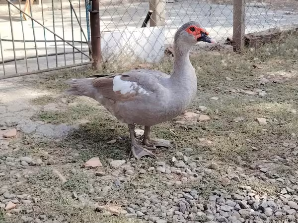 ईस्ट इंडी