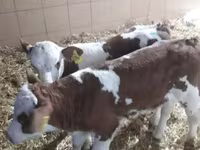 Rinder (Partie, Geschlecht nicht angegeben), Simmental cattle — Foto 2