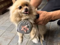 🐶 Satılır – Çox Şirin Dişi Pomeranian (Spitz) 🐶 2 yaşlı, dişi, çox — foto 3
