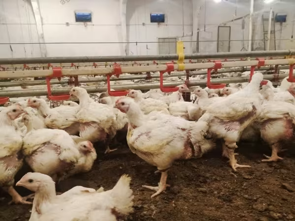 Hisex