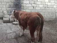 Kuh, Simmental cattle — Foto 5