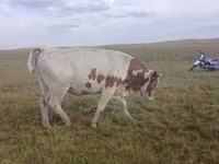 Bulle, Simmental cattle — Foto 4