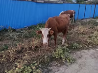 母牛, Kazakh White-headed cow — 照片 1