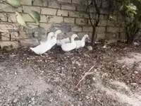 Ducks — foto 2