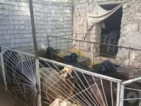 Вівці (партія, стать не вказано), Вівці — фото 2