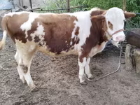 Bulle, Simmental cattle — Foto 1