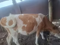 Vaca, Simmental cattle — foto 3
