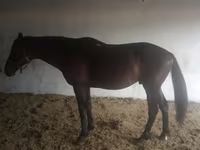 公马, Arabian horse — 照片 7