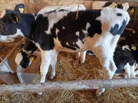 Bulle, Russian Black pied cattle — Foto 1