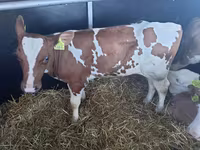 Bulle, Simmental cattle — Foto 2