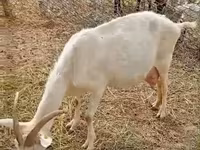 Ziege, Saanen goat — Foto 1