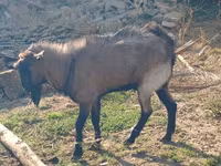 母山羊, Goats — 照片 3