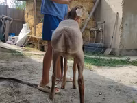Carnero, Edilbay sheep — foto 5