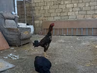 Chickens — 3-rasm