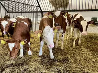Kuh, Simmental cattle — Foto 2