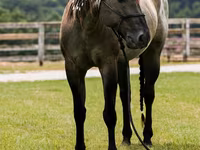 Aygʻir, Quarter Horse — 8-rasm