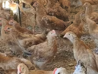 Chickens — फ़ोटो 3