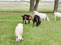 Ziege, Saanen goat — Foto 7