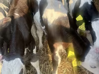 ІҚМ (топ, жынысы көрсетілмеген), Russian Black pied cattle — 3-сурет