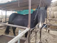 حصان, الخيول — الصورة 1