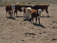 母牛, Latvian Blue cattle — 照片 2