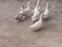 Ducks — foto 1
