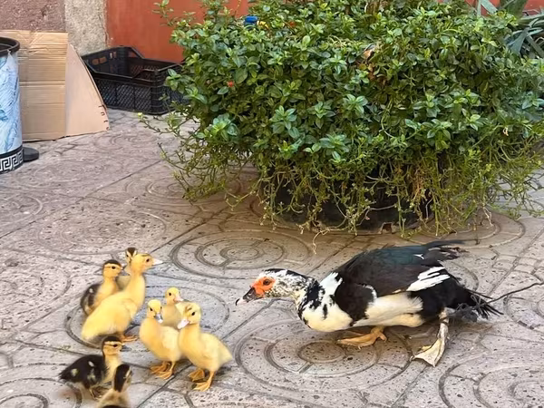pato criollo doméstico