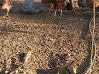 Chickens — 3-rasm