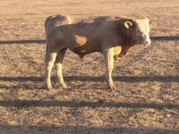 Bulle, Simmental cattle — Foto 4