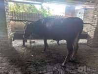 公牛, Red Estonian cattle — 照片 1