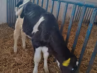 Kuh, Holstein-Rasse — Foto 2