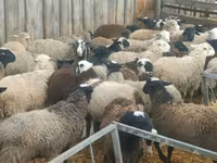 Қошқар, Hissar sheep — 2-сурет