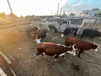 公牛, Cattle — 照片 2