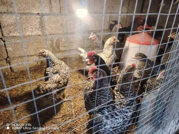 Slovenian Barred Hen