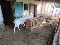 عنزة, Saanen goat — الصورة 6