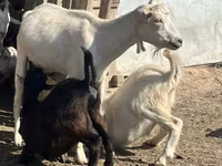 Коза, LaMancha goats — фото 2