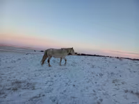 Stute, Yakutian horse — Foto 2