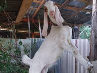 Keçi, Kamori goats — foto 1