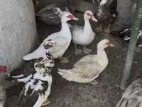 Hausente — Foto 3