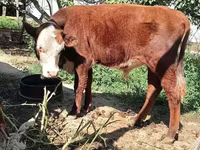 सांड, कजाख़स्तानी सफेद सिर वाली गाय — फ़ोटो 4